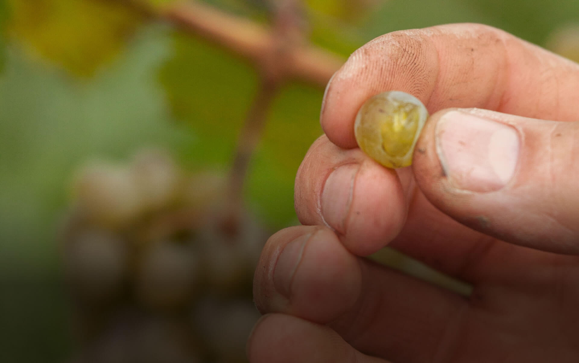 Weingut Janson Impressionen